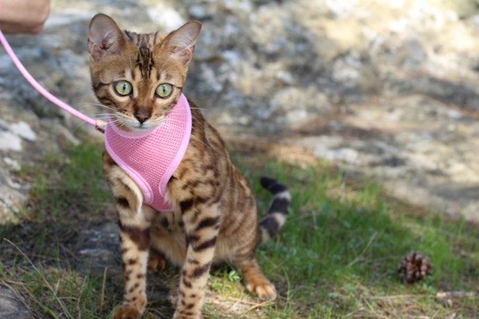 Take Your Cat’s Personality into Account