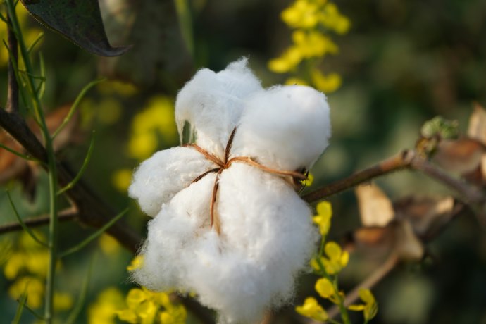Think About the Quality of the Cotton