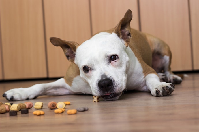 Consider Dental Treats