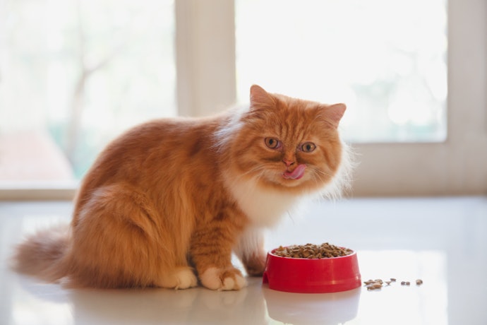 Look for Dry Cat Food with Wholesome and Nutrient-Rich Ingredients