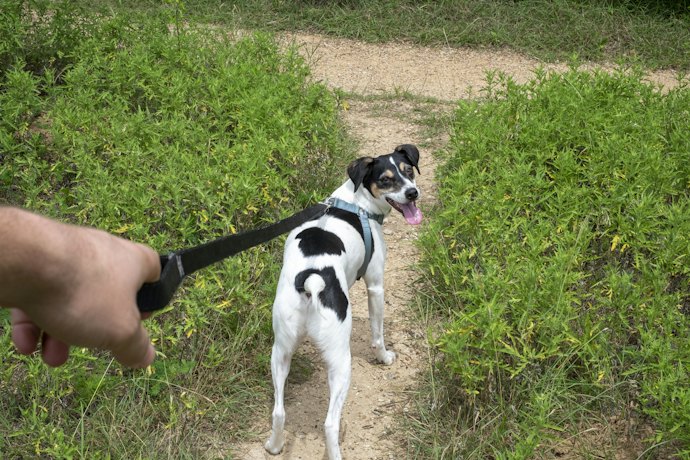Evaluate Your Dog's Leash and Walking Behaviors