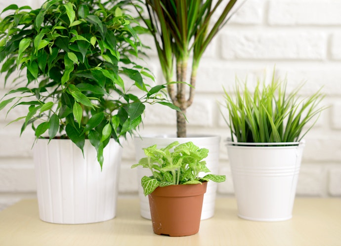 Pick a Size Suitable for Your Plant