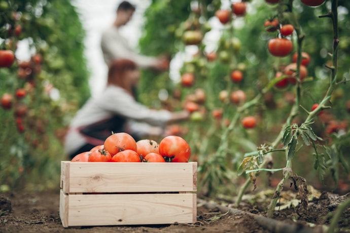 Pay Attention to the Tomatoes