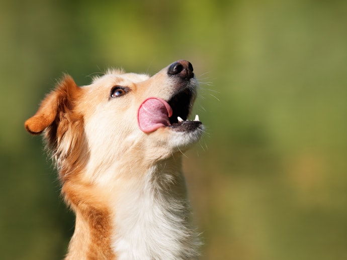Pick According to Your Pup's Preferences