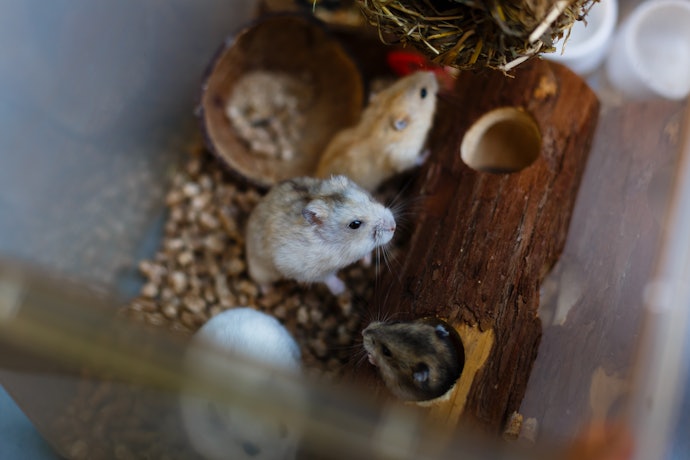 Buy the Right Amount of Hamster Food