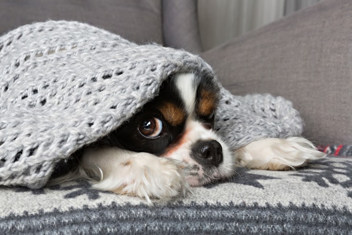 Decide Where You’re Going to Use the Blanket
