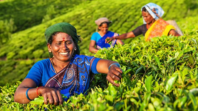 Consider Teas With Rainforest Alliance Certification