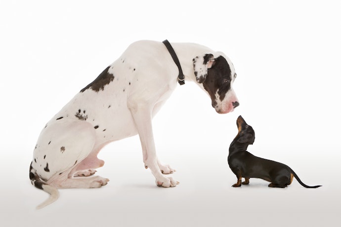 Matching Toy Sizes From Miniature Pup to Giant Canines