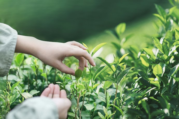 Look For a Tea Sourced From Old Tea Trees