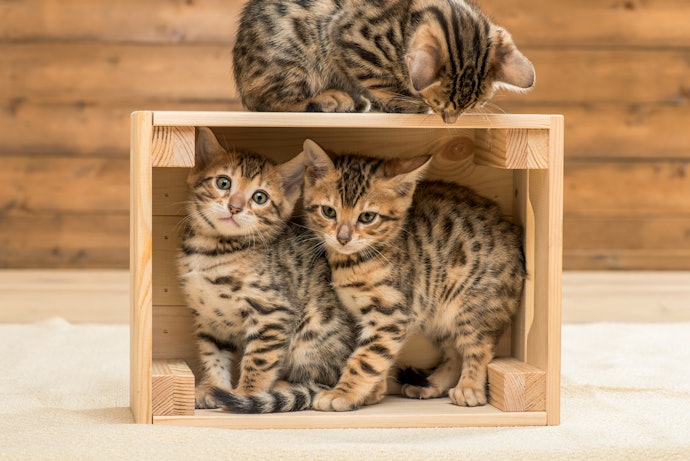 Go for Age-Appropriate Dry Cat Food