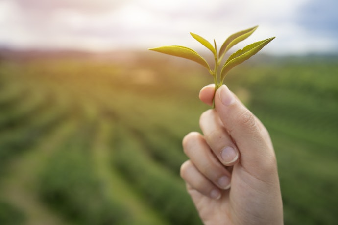 Choose an Organic Tea to Avoid Artificial Additives