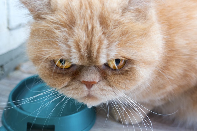 Does Your Cat Have Special Dietary Requirements?