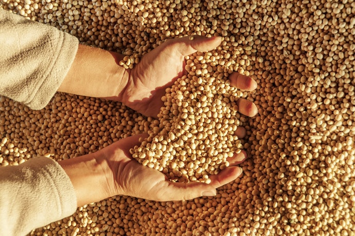Pay Attention to the Type of Soy