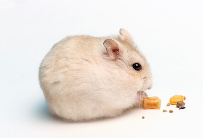 Consider Your Hamster’s Teeth