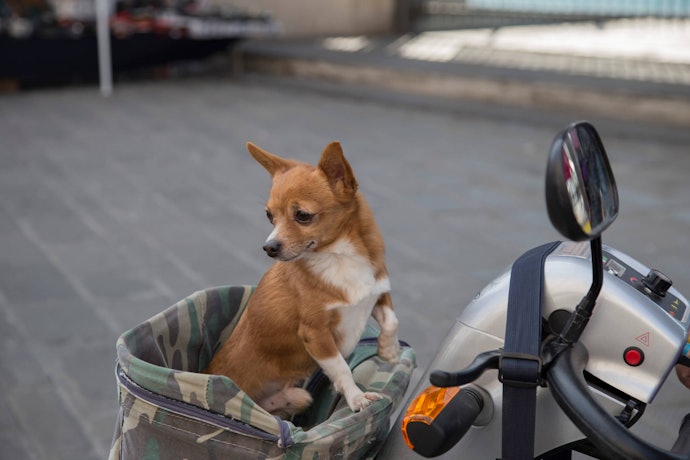 Check the Height, Length, and Weight of Your Dog to Make Sure Your Pet Is Comfortable
