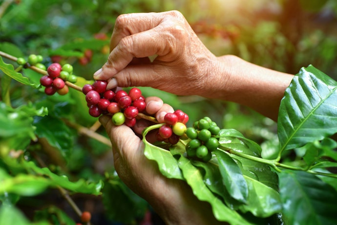 Consider the Region Where the Coffee Beans are Grown