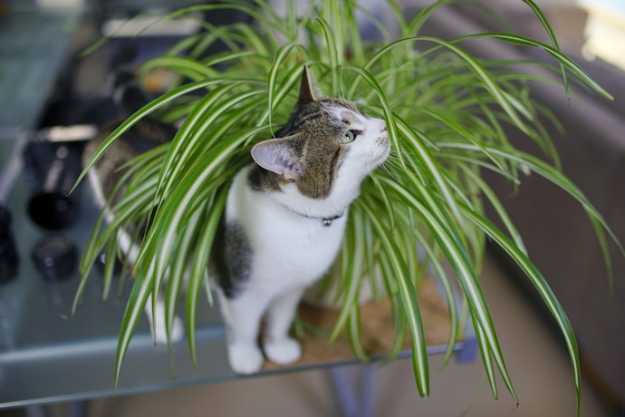 Research Which Plants Are Toxic Before You Buy