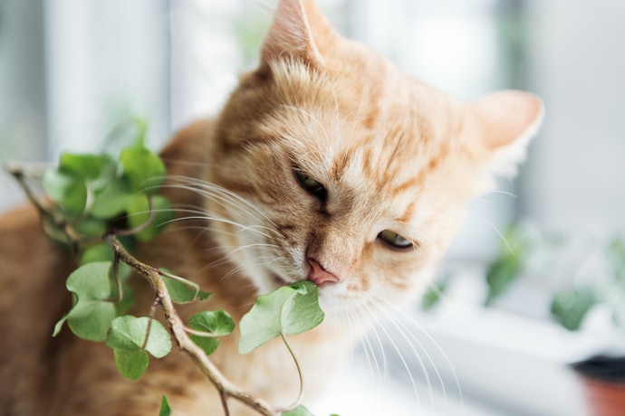 Ensure Your Plant Isn’t Poisonous if You Have Indoor Pets