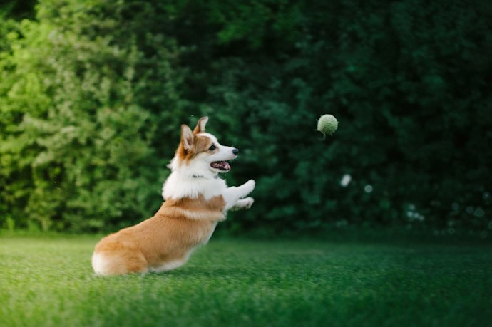 Choose the Right Size for Your Dog