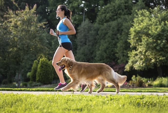 Fixed-Length Leashes for Most Dogs, Adjustable Ones for Versatility