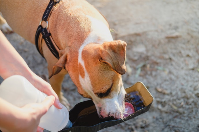 Check if the Trough is Convenient and Comfortable to Drink From