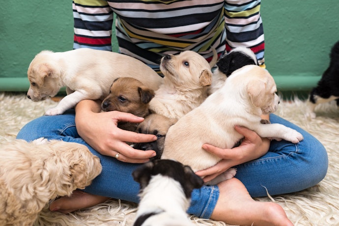 Find One That's Suitable for Your Dog's Age
