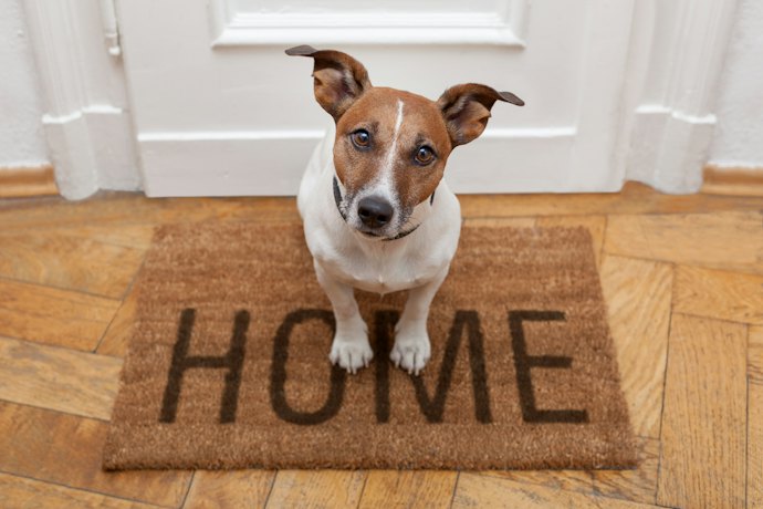 Select Dog-Themed Household Goods for Proud Dog Parents
