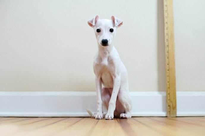 Consider Your Dog's Size and Shape