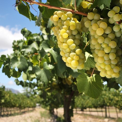 Chardonnay Take on Different Characteristics Depending on Where They Were Produced