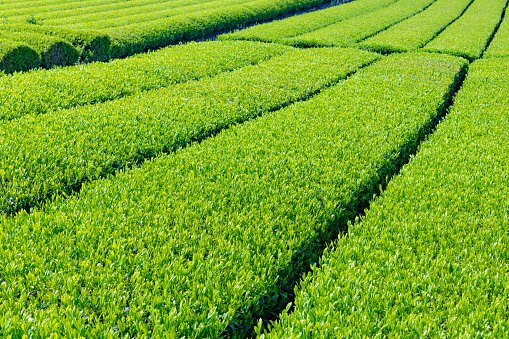 Kagoshima Tea Is Sweet and Flavorful