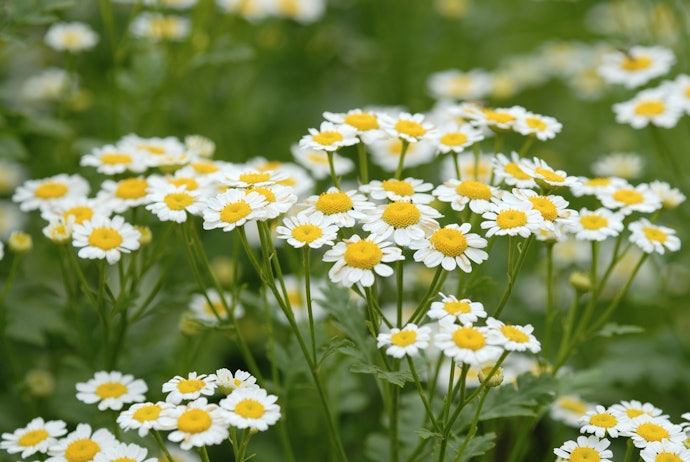 Sensitive Skin Requires Gentle Nourishment
