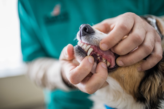 Meaty Bones for a Clean Set of Pearly Whites