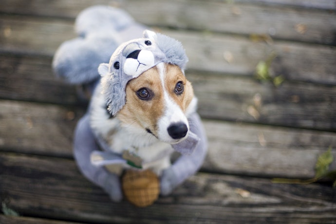 Full Bodysuits are Suited for Small Dogs and Short Wear Time
