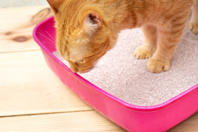 Cats are Sensitive to Odors
