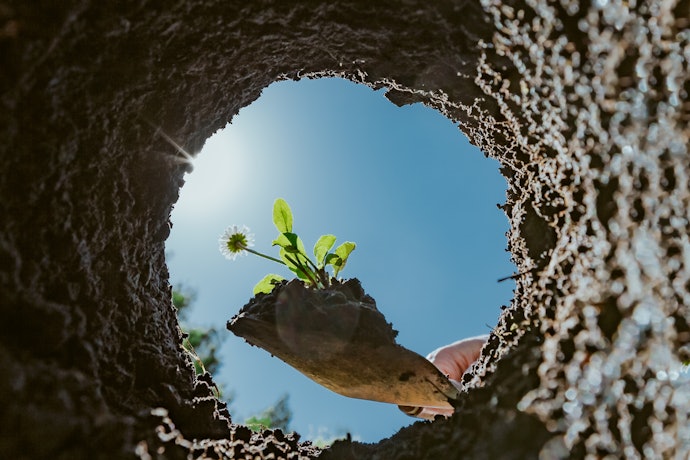 A Narrow Blade for Transplanting