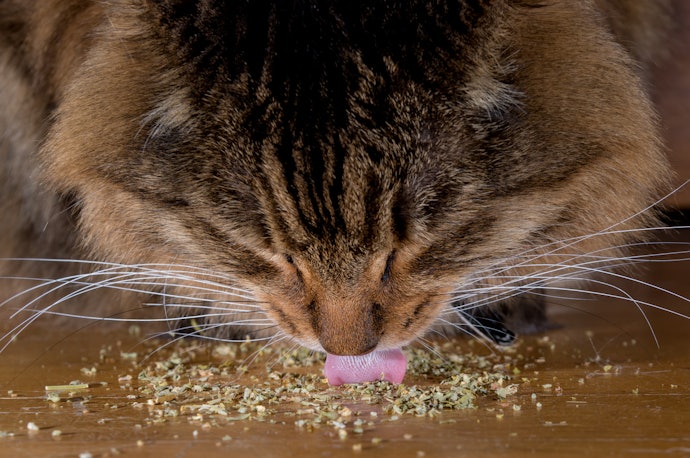 Classic Catnip for a Change in Mood
