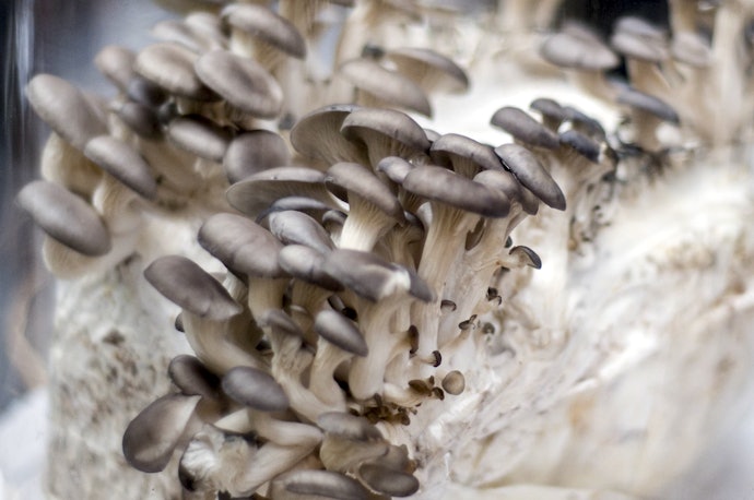 Oyster Mushrooms for Beginners