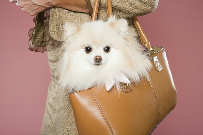 Choose a Bag or a Car Leash so the Dog Can Safely Go Anywhere