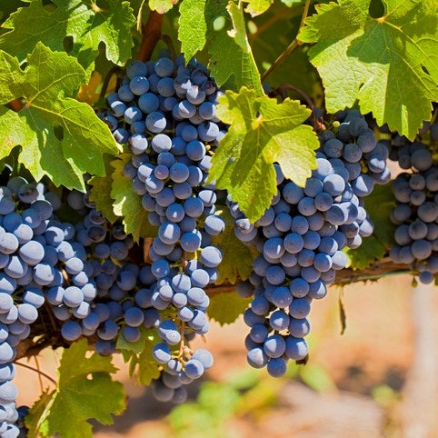 Merlots are Round and Mellow in Flavor