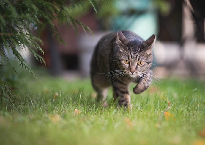 Toys That Mimic a Cat's Natural Prey
