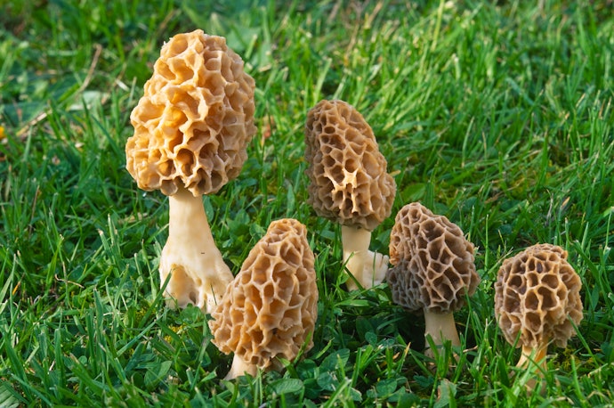 Mycorrhizal Mushrooms for an Outdoor Challenge
