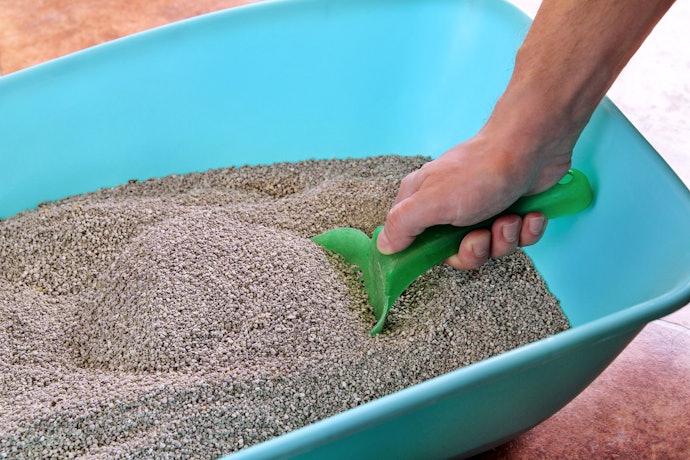 Check for Details You and Your Cat Might Need