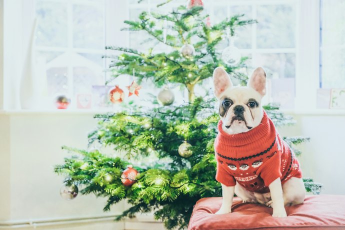 Go for Apparel if Your Dog Lover is into That