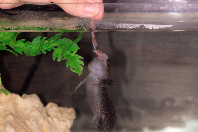 The Ultimate Guide to Axolotl Nutrition: The Best Axolotl Food for Eve