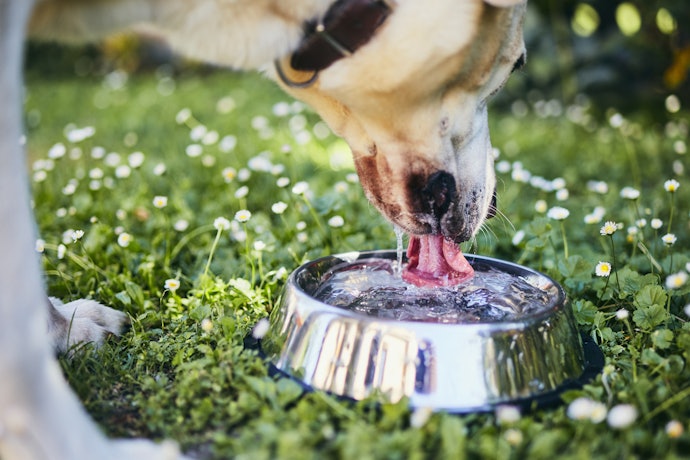 Water Additives Act Like Human Mouthwashes
