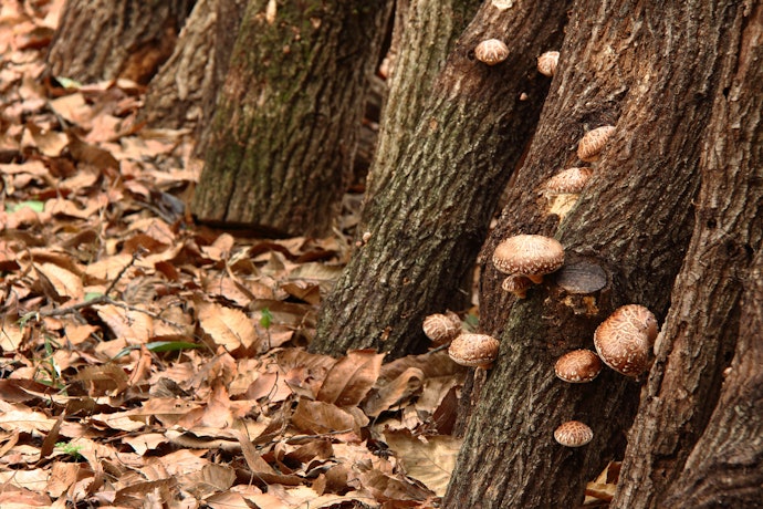 Other Easy-to-Grow Mushrooms