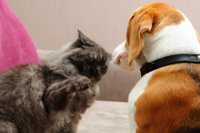 Cats Want a Safe Space Above All Else