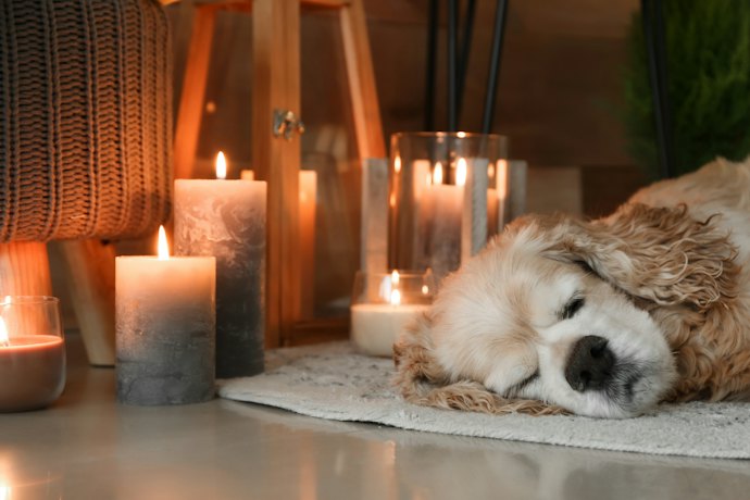 Odor-Eliminating Aromatherapy Candles Can Calm You and Your Pet