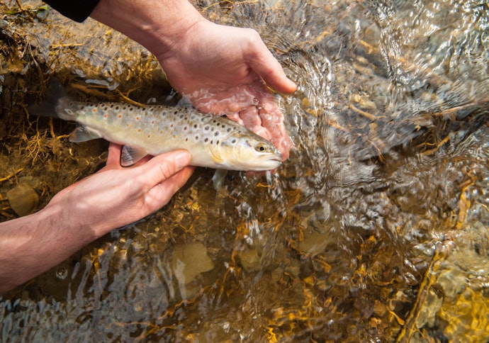 Waterproof Gloves for Catch-and-Release
