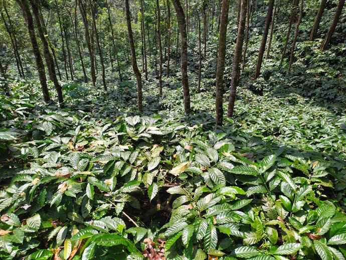Single Origin for Traceability